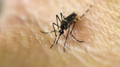 EUA confirmó el vínculo entre el virus del zika y la microcefalia en recién nacidos.