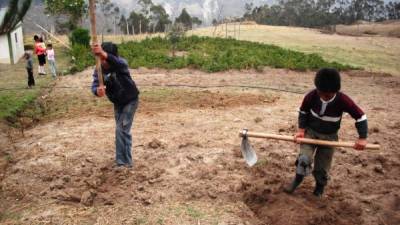 La Organización Internacional del Trabajo indica que en América Latina y el Caribe trabajan unos 13 millones de menores.