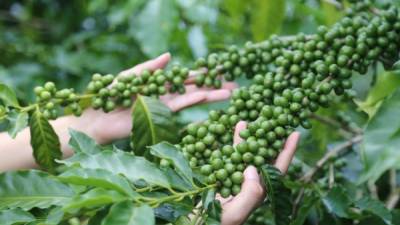 Honduras distribuye su café en más de 50 países.