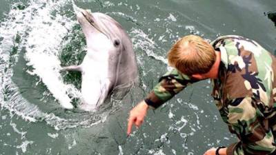 El programa de entrenamiento de delfines militares se desarrolló en la década de 1960 en la guerra fria.