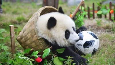 This photo taken on June 10, 2018 shows a panda playing with a football in a basket during a simulated football match at the Shenshuping Base of the China Conservation and Research Centre for the Giant Panda in Wenchuan in China's southwestern Sichuan province, to mark the Russia 2018 World Cup. / AFP PHOTO / - / China OUT