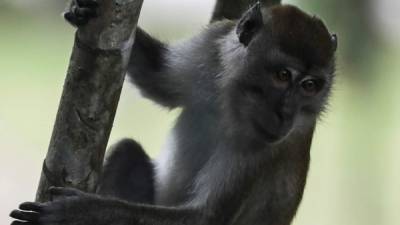 Un macaco cangrejero trepa por un tronco en un bosque de Kuala Lumpur (Malasia). EFE