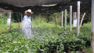 Se prevé que la producción de café en Honduras aumente en unos 4 años mediante la renovación de fincas.