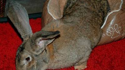 El conejo de 10 meses de edad, medía 90 centímetros de largo.