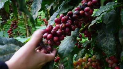 Hay fincas que, incluso, han sido abandonadas por sus dueños, quienes lamentan no tener cómo recoger el grano.