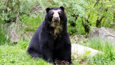 Los osos de anteojos son una especie de mamíferos carnívoros de la familia de los úrsidos.