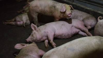 El nuevo virus que tiene un potencial en convertirse en pandemia mundial se encuentra en los cerdos, informaron investigadores chinos./AFP.