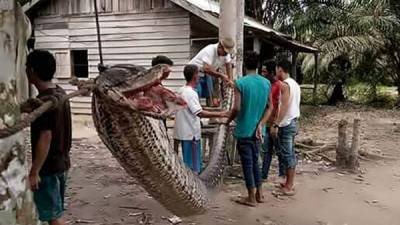 La gigante serpiente pitón quedó en exhibición para los habitantes del pueblo. Foto AFP.