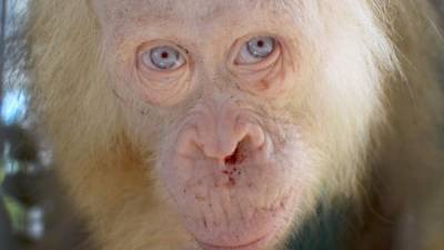 Una orangutana albina de ojos azules.