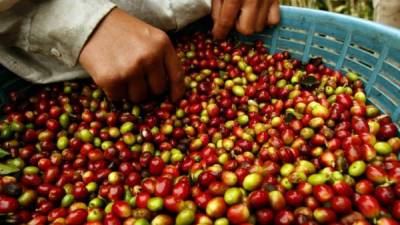 Un agricultor hondureño recolecta granos de café.