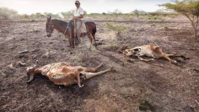 La falta de lluvia desde 2014 ha resultado en la pérdida de muchos cultivos y la muerte de ganado
