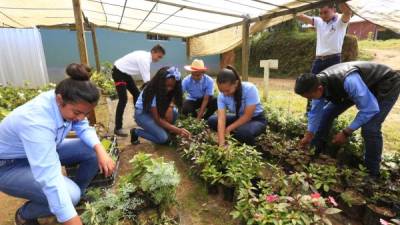 Trabajo. Los alumnos trabajan el proceso de siembra y cosecha de plantas. Fotos: Moisés Valenzuela