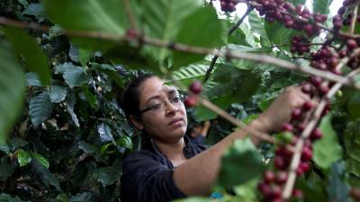 Estados Unidos, Alemania, Bélgica e Italia fueron los principales compradores del café de Honduras en lo que va de la cosecha.