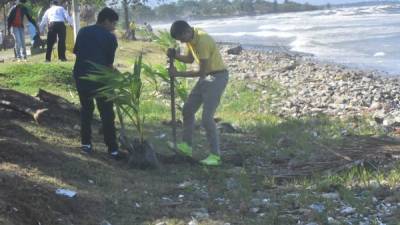 En la reforestación participan voluntarios y personal municipal.