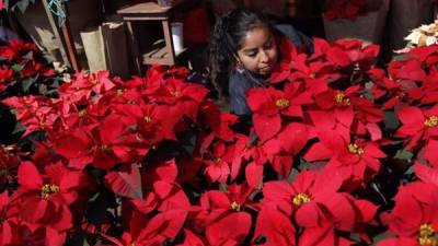 Fotografía del 19 de diciembre de 2018 de una vendedora de Flores de Nochebuena, en un mercado de Ciudad de México (México). EFE