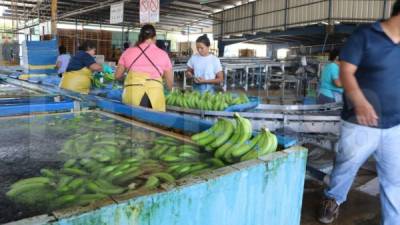 Después de 71 días de toma por parte de sus trabajadores, la empresa Chiquita Honduras retomó sus labores este día.