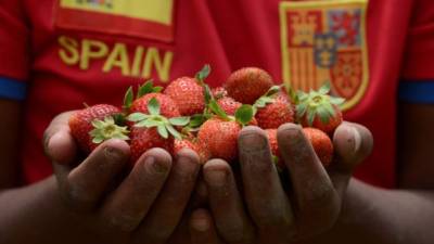 En La Tigra la fresa es la principal fuentes de ingreso para las familias, por las bajas temperaturas de la zona.