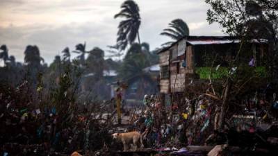 TOPSHOT - A dog eats from the rubble of houses destroyed by the passage of Hurricane Eta, in Bilwi, Puerto Cabezas, Nicaragua, on November 15, 2020, before the arrival of Hurricane Iota. - Hurricane Iota is forecast to strengthen to an 'extremely dangerous' Category Four by the time it makes landfall in Central America on Monday, the US National Hurricane Center warned, two weeks after powerful storm Eta devastated much of the region and left more than 200 people dead or missing. (Photo by STR / AFP)