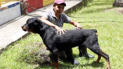 La prohibición vendrá a afectar a muchos de los hondureños que tienen perros rottweiler, pitbull, doberman.