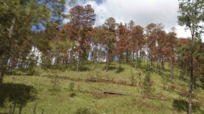 Los bosques de Yoro están infestados. Foto: José Cantarero