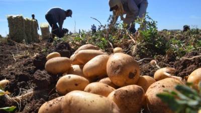 Imágenes de los productores de papa en las zonas altas de la Esperanza, Intibucá.