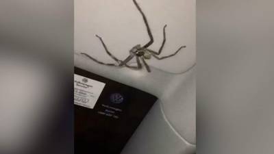 Una enorme araña se introdujo sigilosamente en su vehículo y apareció justo sobre el parabrisas del lado del conductor.