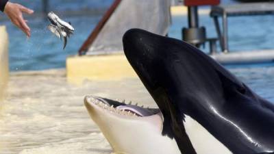 La orcas en cautividad sufren serios daños en la dentadura, según estudioUn monitor da alimento a una orcas en un zoológico. EFE/Archivo