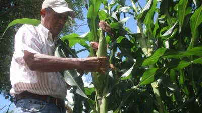 Un productor en el valle de Jamastrán, El Paraíso, verifica sus plantaciones de maíz afectadas por la canícula.