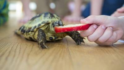 Las tortugas pequeñas siguen siendo fuente de salmonelosis para los niños.