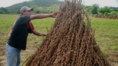 Un agricultor muestra plantas de ajonjolí producidas en Choluteca.