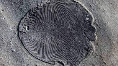 El fósil para el estudio actual provino de los acantilados cerca del Mar Blanco en el noroeste de Rusia.Foto.AFP