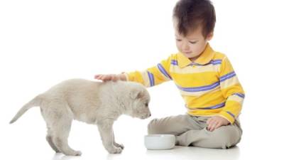 La alimentación del can debe ser autorizada por un veterinario. Consulta antes de darle de comer. Foto: iStock.