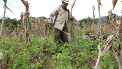 Los agricultores de Comayagua siembran frijoles artesanalmente. Demandan más apoyo. Fotos: Amílcar Izaguirre.