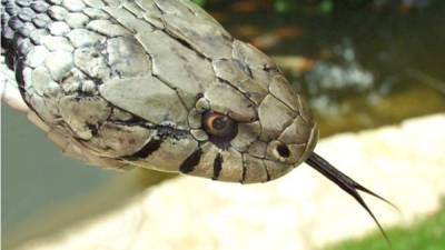 En el mundo animal, algunas especies utilizan la lengua para limpiarse a sí mismos, acercarse el alimento o para cazar, como en el caso de los sapos.