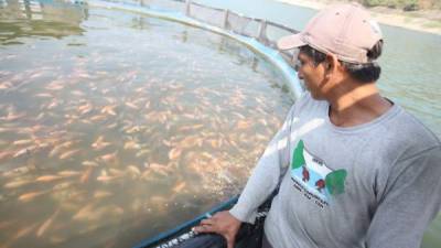 Un acuicultor observa un criadero de tilapia para consumo local en la represa hidroeléctrica “El Cajón”.