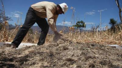 La mayoría de las siembras en El Paraíso se perdieron por la sequía. Fotos: Andro Rodríguez