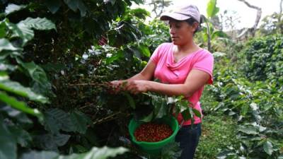 Una dama recolecta granos de café en una finca de San Luis, Santa Bárbara. Foto: Franklyn Muñoz