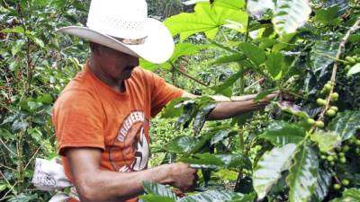 La temporada de cosecha de café terminó en marzo y los cafetaleros no obtuvieron beneficios por los precios altos.