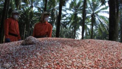 mpleados de una empresa exportadora de palma procesan la fruta.
