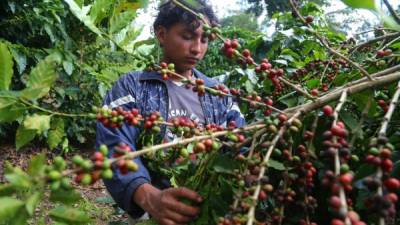 Finca cafetalera en el occidente del país.