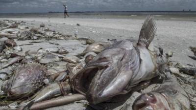 La marea roja se produce casi anualmente en estas costas del Golfo de México y ha sido un fenómeno natural durante siglos, pero, según dicen habitantes y turistas, nunca había sido tan intensa como en los últimos años. EFE/Giorgio Viera/Archivo