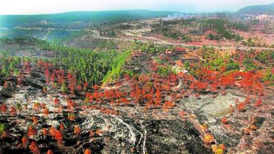 Los bosques de Francisco Morazán son los más arrasados por las llamas en 2015. Bomberos reportan 794 incendios.