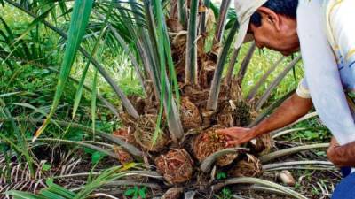 Un técnico verifica plantaciones de palma aceitera.