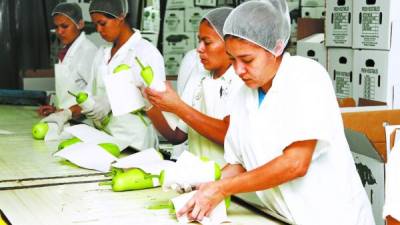 La mayor parte de empresas exportadoras de vegetales orientales se ubican en Comayagua. Foto: Franklin Muñoz.