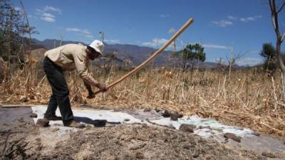 Alex Sánchez es uno de los pocos pobladores que logró rescatar parte de su cosecha de sorgo.