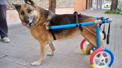 Muchos caninos utilizan los andadores especiales con ruedas.