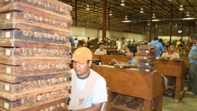 La principal zona productora de tabaco en Honduras se concentra en la zona oriental, alrededor de Danlí, El Paraíso.