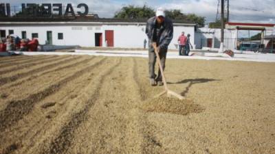 El café dejará más de $1,000 millones en divisas.