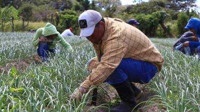 El BM también estará apoyando proyectos de agricultura en distintas zonas del país. Archivo.