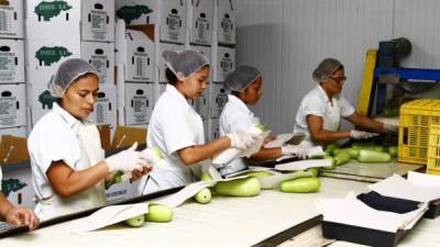 El país subió 23 posiciones en los últimos 3 años. En la foto, trabajadoras en una empresa de vegetales orientales.